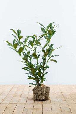 Cherry laurel Prunus laurocerasus 'Caucasica' hedge 60-80 root ball Prunus laurocerasus 'Caucasica' 60-80 cm