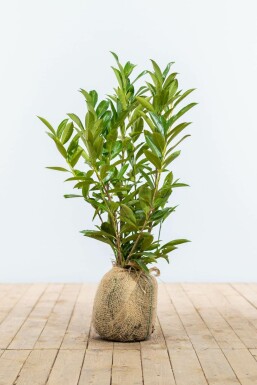 Cherry laurel Prunus laurocerasus 'Caucasica' hedge 80-100 root ball Prunus laurocerasus 'Caucasica' 80-100 cm