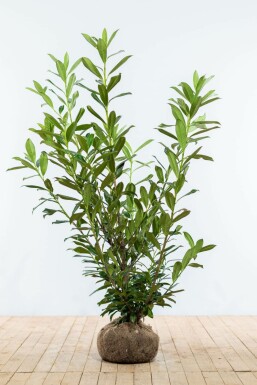 Cherry laurel Prunus laurocerasus 'Caucasica' hedge 125-150 root ball Prunus laurocerasus 'Caucasica' 125-150 cm