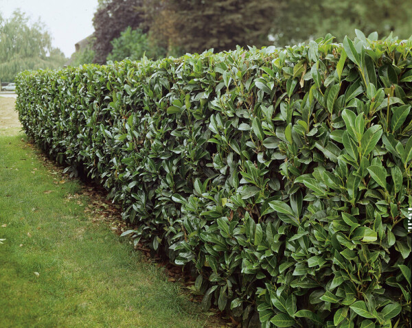 Cherry laurel Prunus laurocerasus 'Caucasica' hedge 175-200 root ball Prunus laurocerasus 'Caucasica' 175-200 cm
