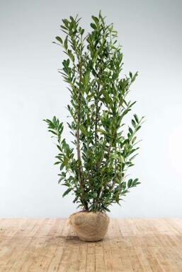 Cherry laurel Prunus laurocerasus 'Caucasica' hedge 200-225 root ball Prunus laurocerasus 'Caucasica' 200-225 cm