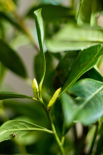 Cherry laurel Prunus laurocerasus 'Novita' hedge 80-100 root ball Prunus laurocerasus 'Novita' 80-100 cm
