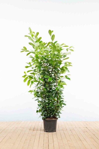 Prunus laurocerasus 'Novita' 150-175 cm