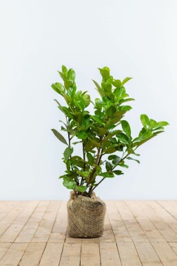 Cherry laurel Prunus laurocerasus 'Rotundifolia' hedge 60-80 root ball Prunus laurocerasus 'Rotundifolia' 60-80 cm