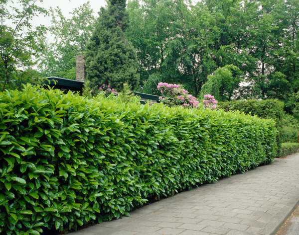 Cherry laurel Prunus laurocerasus 'Rotundifolia' hedge 60-80 root ball Prunus laurocerasus 'Rotundifolia' 60-80 cm