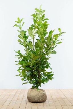Compact Hedge Plants For Urban Gardens