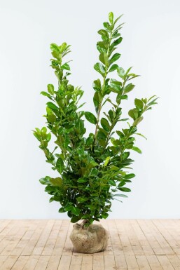 Cherry laurel Prunus laurocerasus 'Rotundifolia' hedge 125-150 root ball Prunus laurocerasus 'Rotundifolia' 125-150 cm