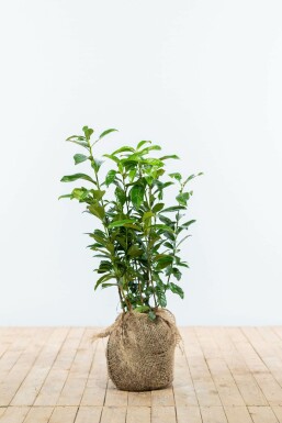 Cherry laurel Prunus laurocerasus 'Genolia' hedge 60-80 root ball Prunus laurocerasus 'Genolia' 60-80 cm