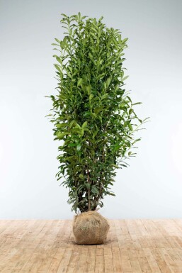 Cherry laurel Prunus laurocerasus 'Genolia' hedge 200-225 root ball Prunus laurocerasus 'Genolia' 200-225 cm
