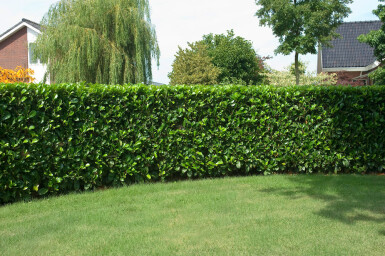 Cherry laurel Prunus laurocerasus 'Etna' hedge 80-100 root ball Prunus laurocerasus 'Etna' 80-100 cm