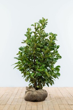 Cherry laurel Prunus laurocerasus 'Etna' hedge 100-125 root ball Prunus laurocerasus 'Etna' 100-125 cm