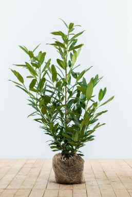 Cherry laurel Prunus laurocerasus 'Herbergii' hedge 60-80 root ball Prunus laurocerasus 'Herbergii' 60-80 cm