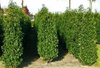 Portugal laurel Prunus lusitanica 'Angustifolia' hedge 80-100 root ball Prunus lusitanica 'Angustifolia' 80-100 cm