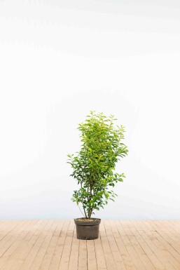 Prunus lusitanica 'Angustifolia' 100-125 cm