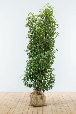 Portugal laurel Prunus lusitanica 'Angustifolia' hedge 150-175 root ball Prunus lusitanica 'Angustifolia' 150-175 cm