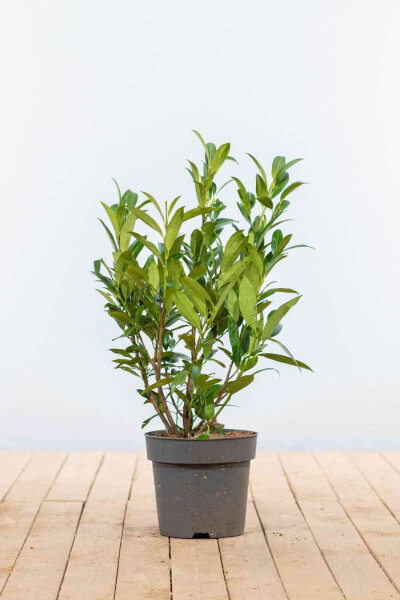 Prunus laurocerasus 'Otto Luyken' 40-50 cm