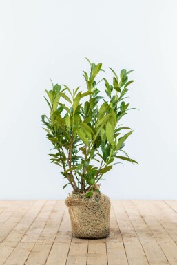 Cherry laurel Prunus laurocerasus 'Otto Luyken' hedge 40-50 root ball Prunus laurocerasus 'Otto Luyken' 40-50 cm
