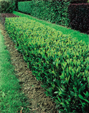 Cherry laurel Prunus laurocerasus 'Otto Luyken' hedge 40-50 root ball Prunus laurocerasus 'Otto Luyken' 40-50 cm