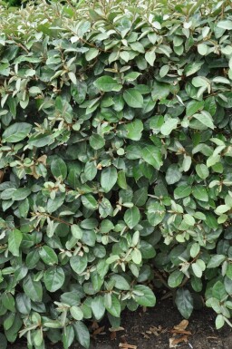 Ebbinge's silverberry Elaeagnus × ebbingei hedge 80-100 root ball Elaeagnus × ebbingei 80-100 cm