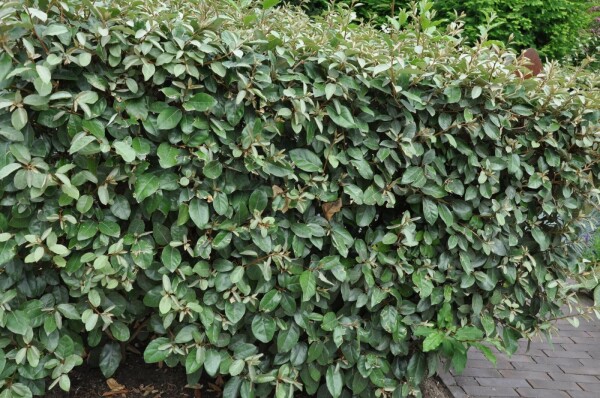 Ebbinge's silverberry Elaeagnus × ebbingei hedge 80-100 root ball Elaeagnus × ebbingei 80-100 cm