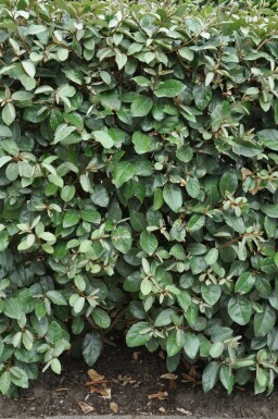 Elaeagnus × ebbingei 175-200 cm