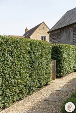 Osmanthus × burkwoodii 100-125 cm - Root ball