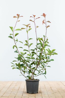 Fraser's photinia Photinia × fraseri 'Red Robin' hedge 60-80 root ball Photinia × fraseri 'Red Robin' 60-80 cm