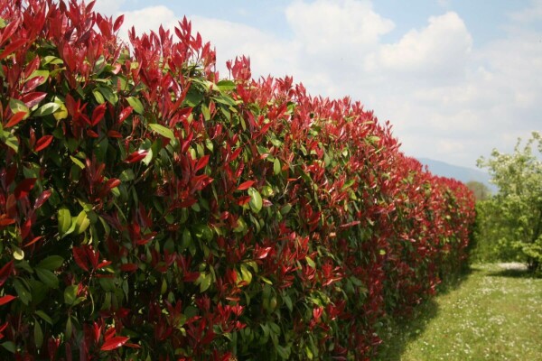 Fraser's photinia Photinia × fraseri 'Red Robin' hedge 60-80 root ball Photinia × fraseri 'Red Robin' 60-80 cm