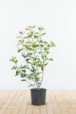 Fraser's photinia Photinia × fraseri 'Red Robin' hedge 80-100 root ball Photinia × fraseri 'Red Robin' 80-100 cm