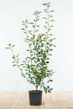 Fraser's photinia Photinia × fraseri 'Red Robin' hedge 100-125 root ball Photinia × fraseri 'Red Robin' 100-125 cm