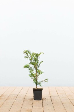 Common yew Taxus baccata shrub 15-20 pot P9 Taxus baccata P9 15-20 cm