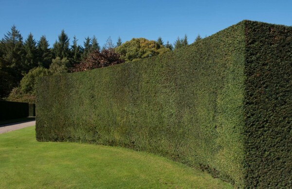 Common yew Taxus baccata shrub 15-20 pot P9 Taxus baccata P9 15-20 cm