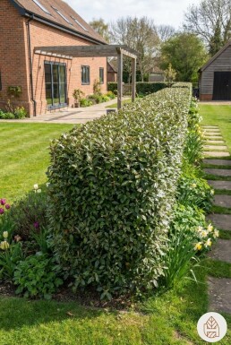 Elaeagnus × ebbingei 125-150 cm - Pot