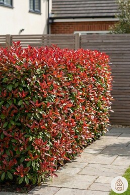Photinia × fraseri 'Red Robin' 100-125 cm - Pot