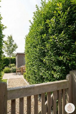 Ligustrum ovalifolium 175-200 cm - Pot