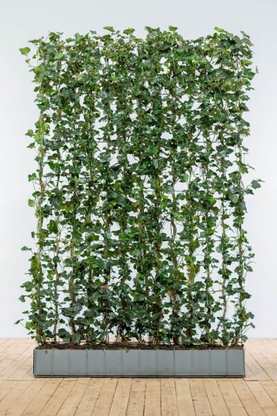 Hedera hibernica 200 cm