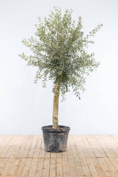 Olea europaea 150-175 cm