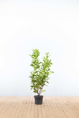Prunus laurocerasus 'Caucasica' 100-125 cm - Pot