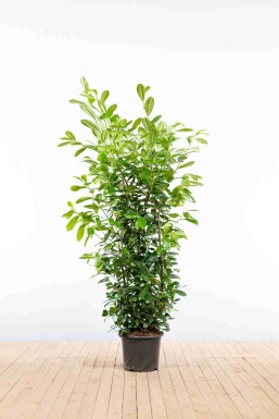 Prunus laurocerasus 'Novita' 150-175 cm - Pot