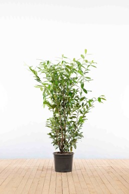 Prunus laurocerasus 'Caucasica' 125-150 cm - Pot