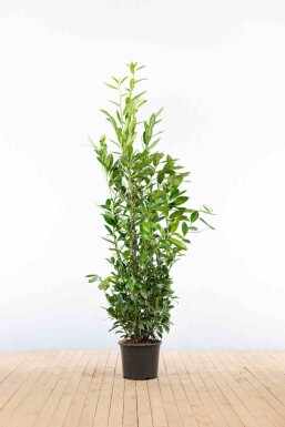 Prunus laurocerasus 'Caucasica' 150-175 cm - Pot