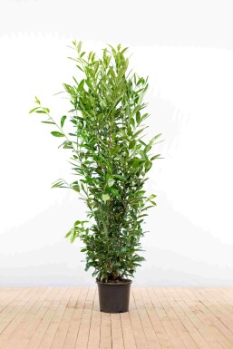 Prunus laurocerasus 'Caucasica' 175-200 cm - Pot