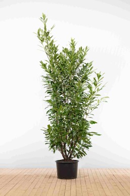 Prunus laurocerasus 'Caucasica' 200-225 cm - Pot