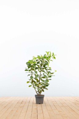 Prunus laurocerasus 'Etna' 80-100 cm - Pot
