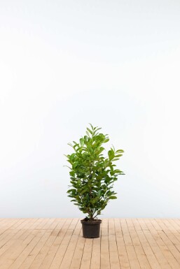Prunus laurocerasus 'Etna' 100-125 cm - Pot