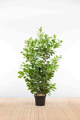 Prunus laurocerasus 'Etna' 125-150 cm - Pot