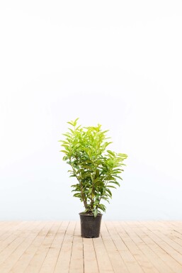 Prunus laurocerasus 'Genolia' 60-80 cm - Pot