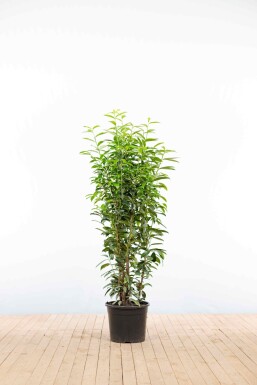 Prunus laurocerasus 'Genolia' 125-150 cm - Pot