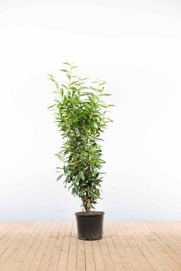 Prunus laurocerasus 'Genolia' 150-175 cm - Pot