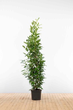 Prunus laurocerasus 'Genolia' 175-200 cm - Pot